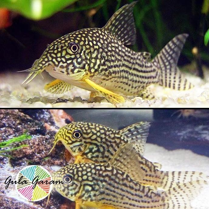 Terlaris Corydoras Sterbai Jumbo Indukan Ikan Hias Aquascape Hiasan Aquarium Tanaman Air Tawar