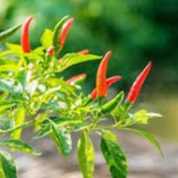 Bisa Cod Pupuk Organik Cabe Booster Pelebat Cabai Serbuk Terbaik Agar Cepat Berbuah Lebat Dan Besar 