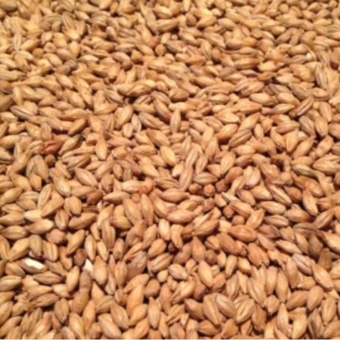 

Ready Imatton premium import Aus barley 2 row malt grain homebrew craftbeer perlengkapan bar alat alat dapur lainnya