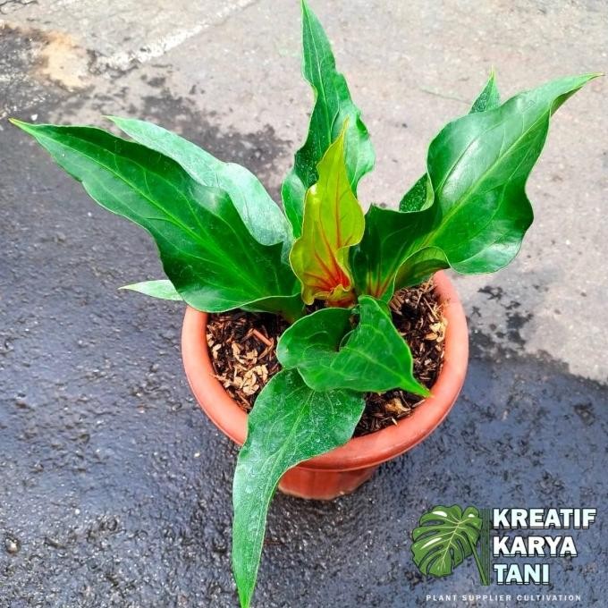 Tanaman hias anthurium obor merah - Anthurium obor murah