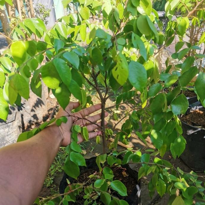 Tanaman belimbing madu, pohon buah belimbing dewi madu murah