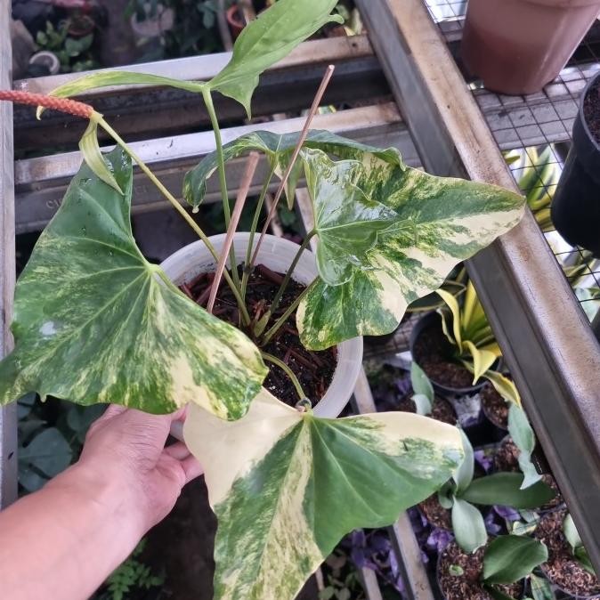 Tanaman Hias Anthurium Pterodactyl Varigata murah