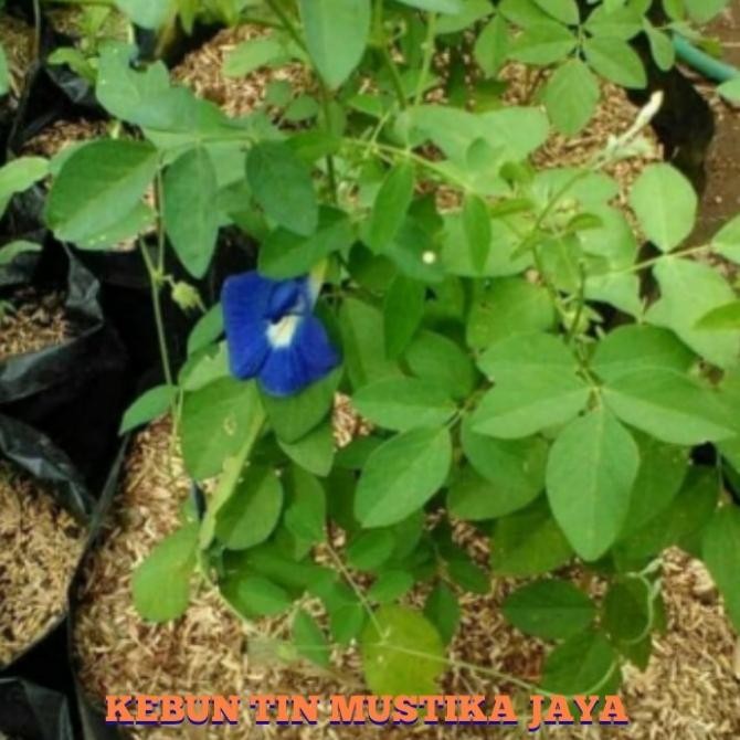 Bibit Tanaman Kembang Telang Bibit Kembang Teleng