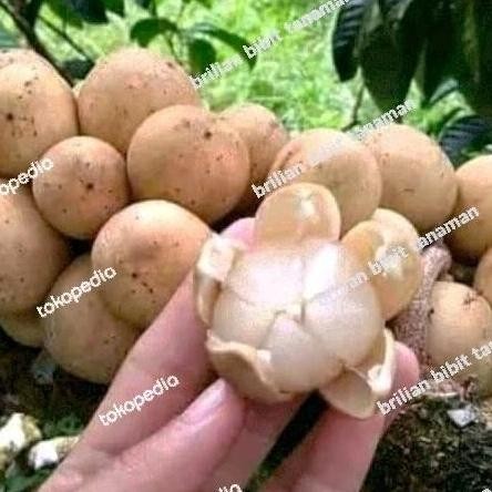 Diskon Bibit Tanaman Buah Duku Palembang Duku Tanpa Biji Super Genjah PREMIUM