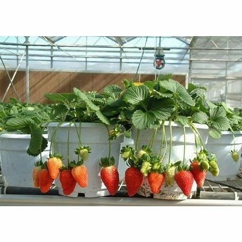 Bibit buah Strawberry Korea - Strawberry Nyoho - Bibit Import FFFF PREMIUM