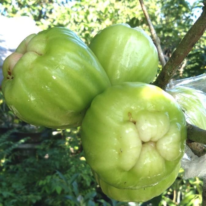 PREMIUM bibit jambu cincalo tebu