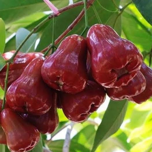 PREMIUM Stek/Bibit Jambu Citra Demak