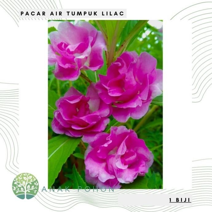 Benih Bibit Biji - Bunga Pacar Air Tumpuk LILAC Rose Balsam Seeds murah