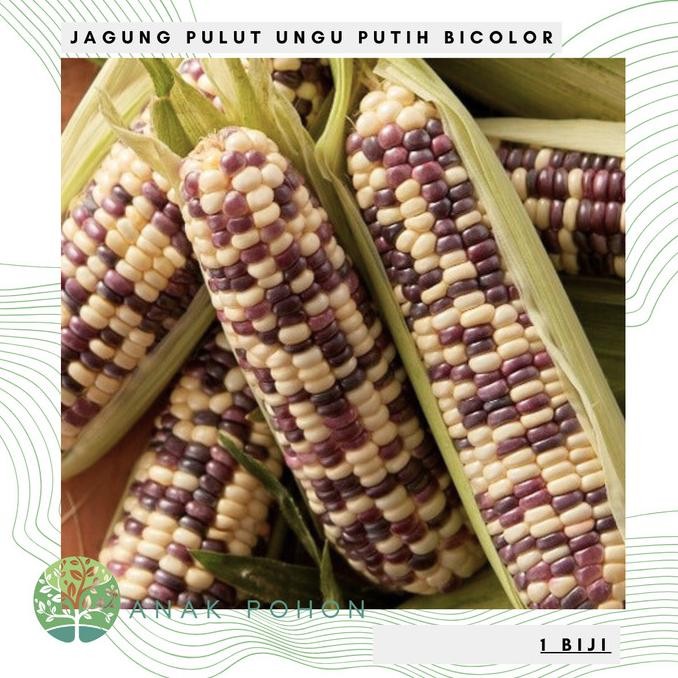 Benih Bibit Biji - Jagung Pulut Batik Bicolor Ungu Putih Corn Seeds murah