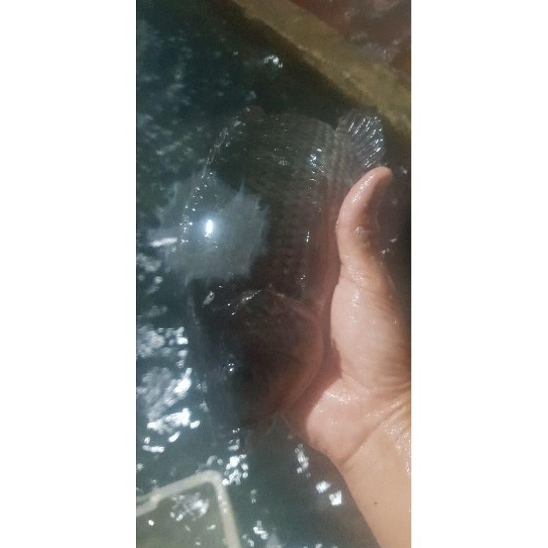 

PROMO IKAN MUJAIR SEGAR 1 KG (BUKAN FROZEN) MAJELA CITRA