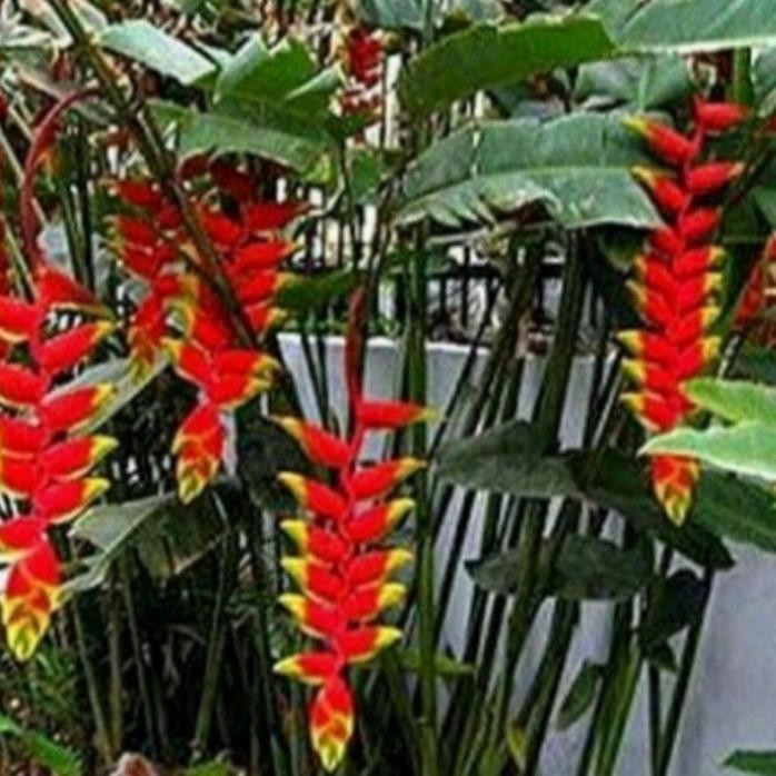 Terlaris Tanaman Hias Pisang Betet 1.5 Meter Pisangan Hias