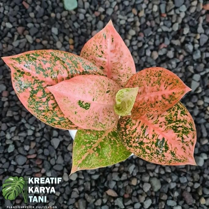 Terlaris Tanaman Hias Aglonema Stardust Orange - Aglonema Stardust Orange