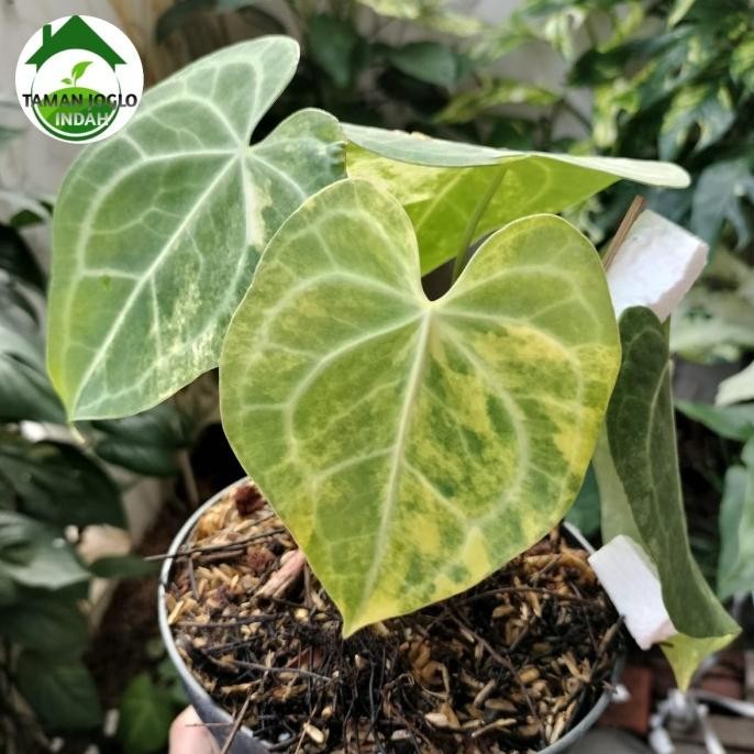 Terlaris Tanaman Hias Clarinervium Variegata Cantik Promo