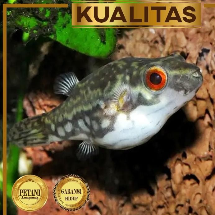 Terlaris Mini Red Eye Puffer Fish Ikan Hias Aquascape Hiasan Aquarium Tanaman Air