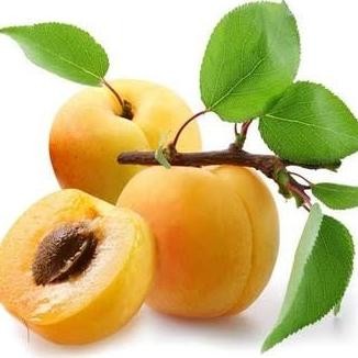Bibit Tanaman Buah Aprikot NNNN PREMIUM