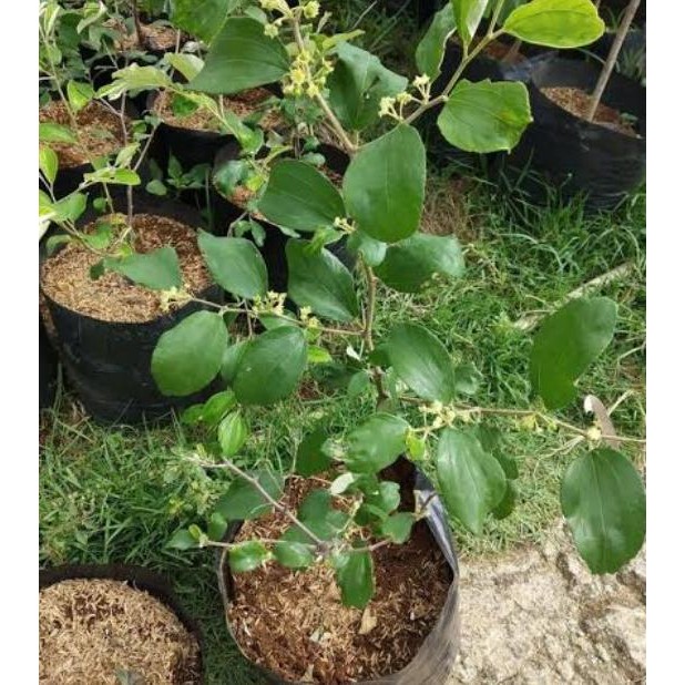 Bibit tanaman buah apel futsa/apel india kondisi sudah PREMIUM