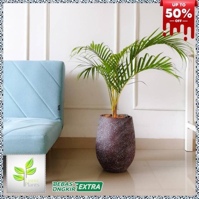 Terlaris Palem Kuning 1 Meter - Tanaman Hias Palem Kuning 1 Meter