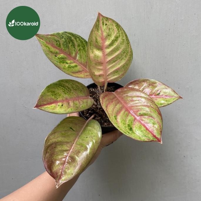 Terlaris Tanaman Hias Aglonema Rengganis / Aglaonema Aglo Rengganis Tanian Lokal