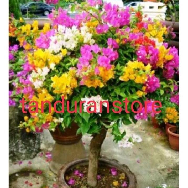 Bibit Bunga Hia Bugenvil 3 Warna Bugenvil