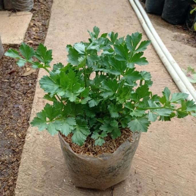 

Terlaris Pohon Seledri/Tanaman Seledri/Seledri/Tanaman Herbal