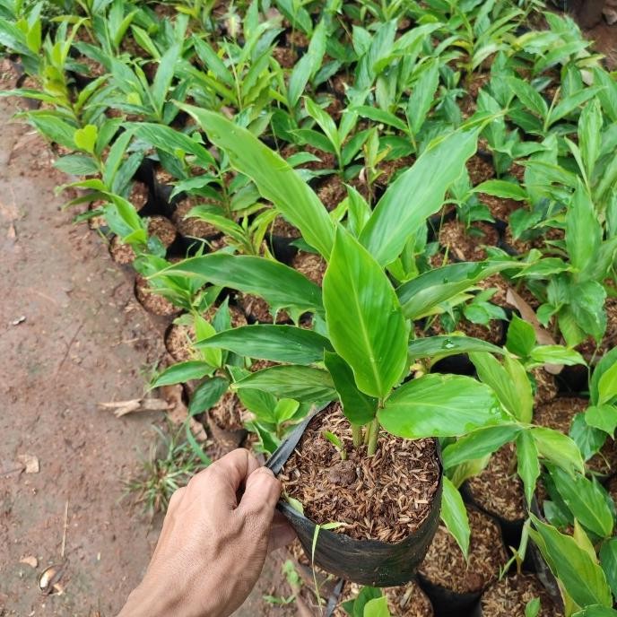 

Terlaris Tanaman Herbal Kecombrang Merah - Pohon Honje Merah