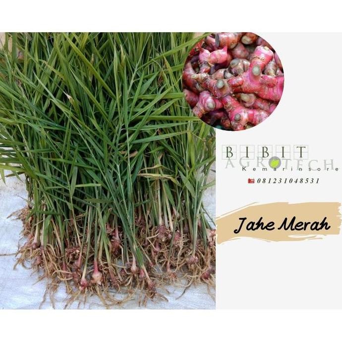 

Terlaris Bibit Tanaman Herbal Jahe Merah Super