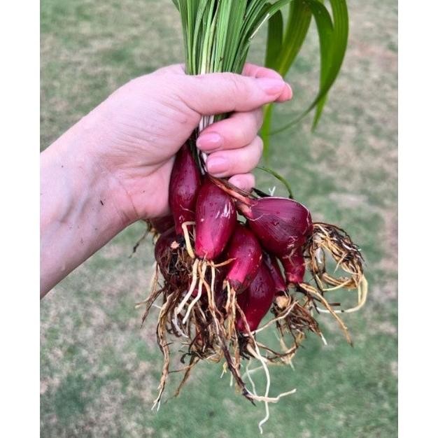 

Terlaris Tanaman Herbal Bawang Dayak Kalimantan / Daun Bawang Berlian