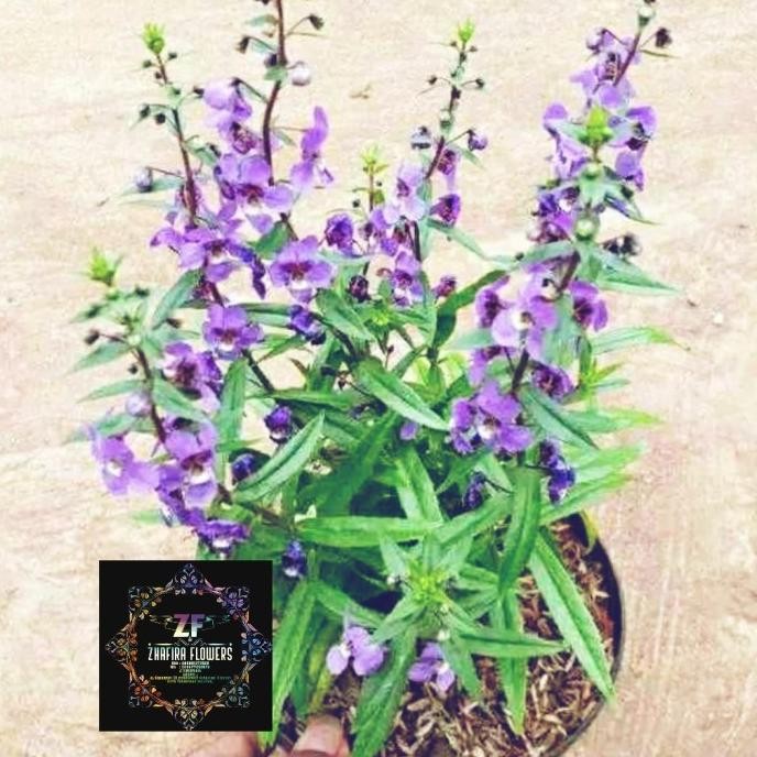 

Terlaris Tanaman Herbal Lavender /Pengusir Nyamuk+Pot