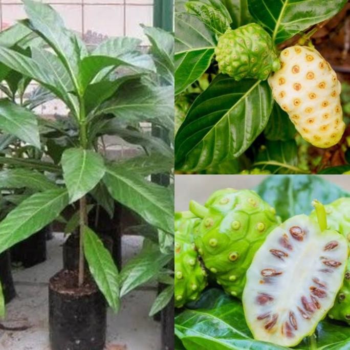 

Terlaris Bibit Tanaman Mengkudu | Buah Pace Atau Buah Bentis | Buah Mengkudu Herbal Kaya Manfaat
