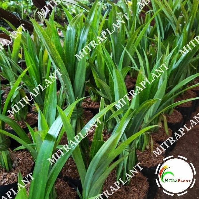 

Terlaris Bibit Tanaman Daun Pandan Wangi - Pohon Pandan - Tanaman Herbal