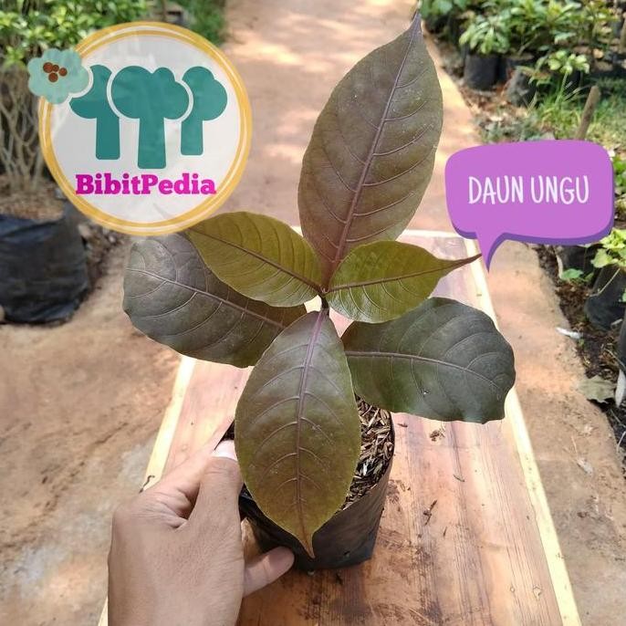 

Terlaris Bibit Tanaman Herbal Daun Ungu Handeuleum , Obat Wasir Ambeien