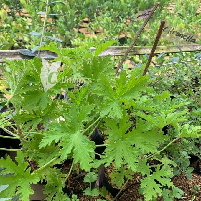 

Terlaris Tanaman Herbal Daun Citronella Pengusir Nyamuk