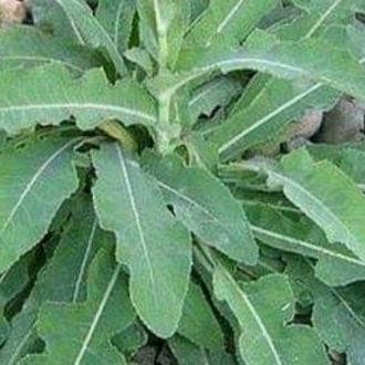 

Terlaris Bibit Tempuyung Tanaman Obat Herbal Organik