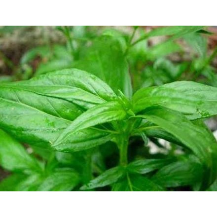 

Terlaris Bibit Sambiloto / Bibit Tanaman Obat / Bibit Obat Herbal