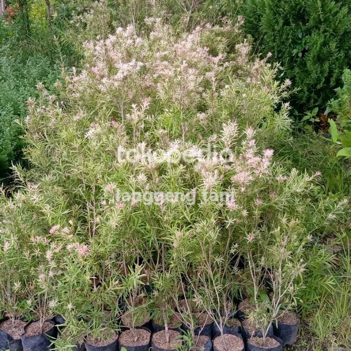 

Terlaris Bibit Tanaman Herbal Pohon Kayu Putih Tinggi 1 Meter