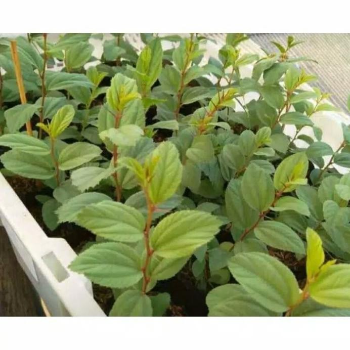 

Terlaris Tanaman Herbal Pohon Bidara Arab