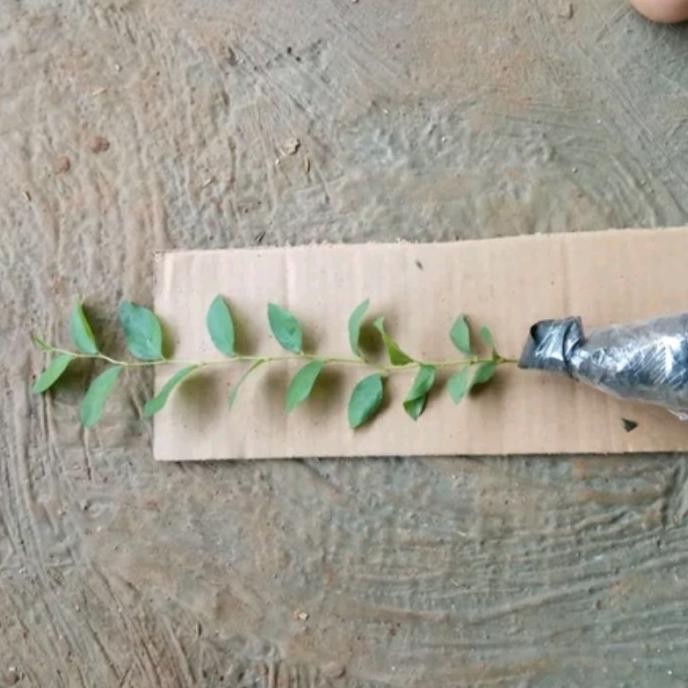 

Terlaris Tanaman Herbal Bidara Arab Ukuran 10 Cm Tanaman Hidup