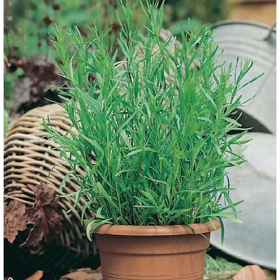 

Terlaris Benih Tanaman Herb / Herbal Taragon F1