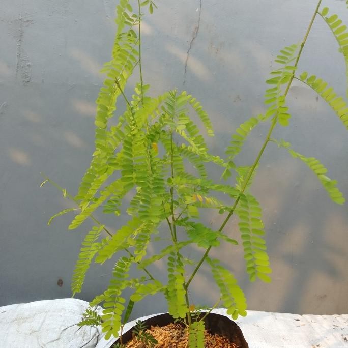 

Terlaris Bibit Tanaman Saga Herbal