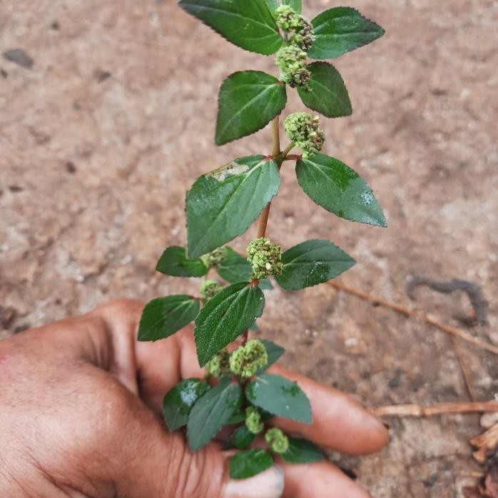 

Terlaris Tanaman Herbal Toga Pohon/Rumput Patikan Kebo/Gendong Anak