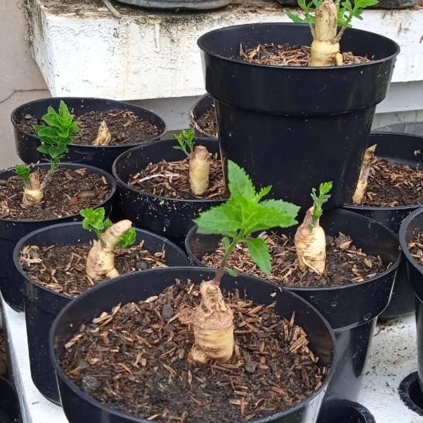 

Terlaris Tanaman Ginseng Merah Korea | Tanaman Gingseng Herbal | Gingseng Merah