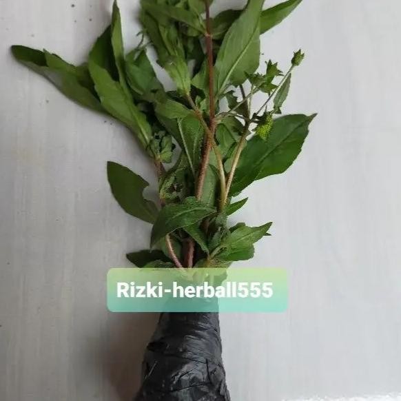 

Terlaris Bibit Tanaman Urang Aring Tanaman Herbal Per 1 Bibit