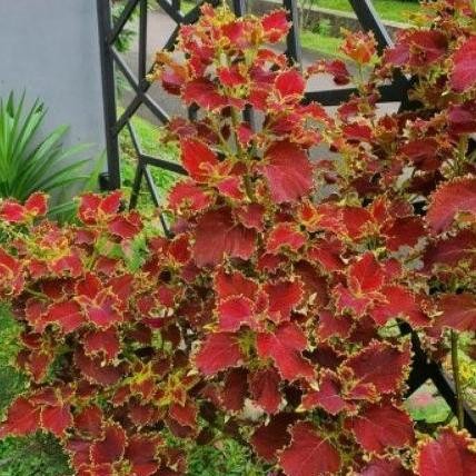 

Terlaris Tanaman Hias Miyana Merah / Tanaman Herbal Miana Merah