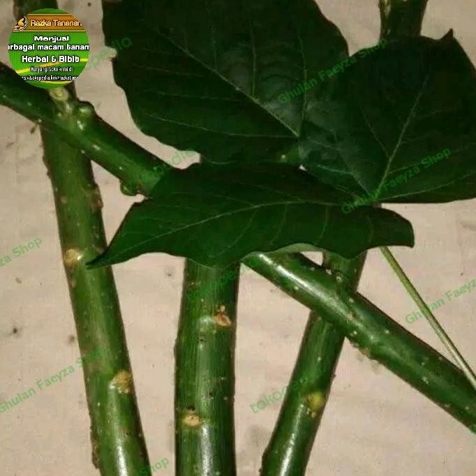

Terlaris Bibit Stek Pohon Dadap Serep / Tanaman Herbal Bibit Dadap Serep