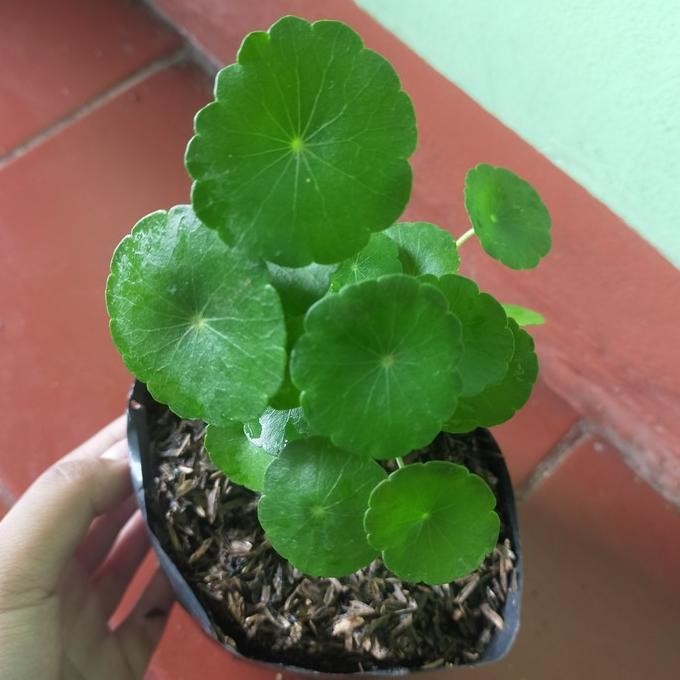 

Terlaris Bibit Tanaman Herbal Pegagan Air , Peluruh Air Seni