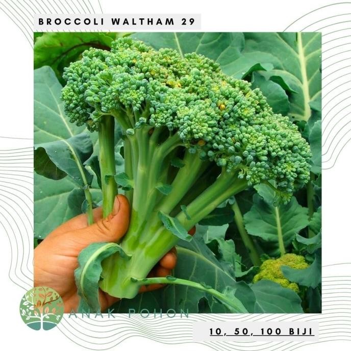 

Benih / Bibit / Biji - Broccoli Waltham 29 Seeds - IMPORT murah