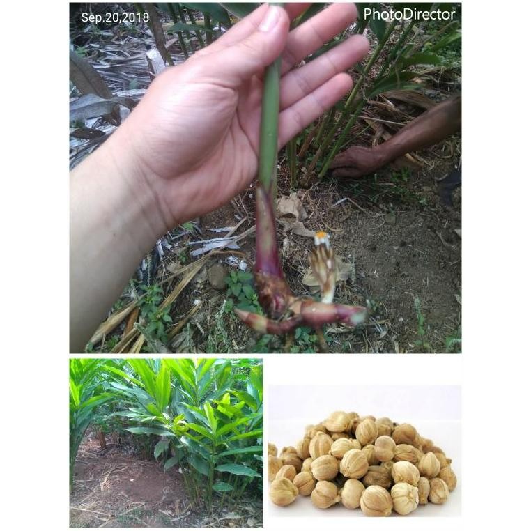 

Terlaris Bibit Kapulaga Hibrida Super Tanaman Herbal Obat