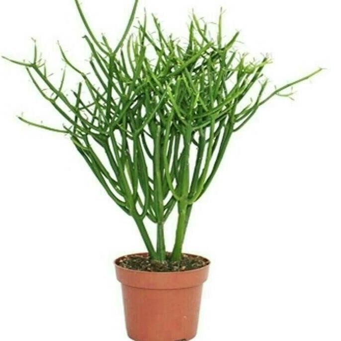 

Terlaris Tanaman Herbal Patah Tulang