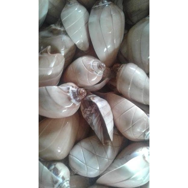 

.........] kerang shell model 2