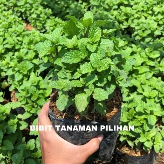 

Terlaris Bibit Strong Mint Herbal Aroma Tisane Obat Tanaman Rimbun Berakar